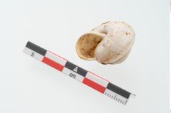 Foto von Schneckengehäuse (NHMW-PRAE-002237c)